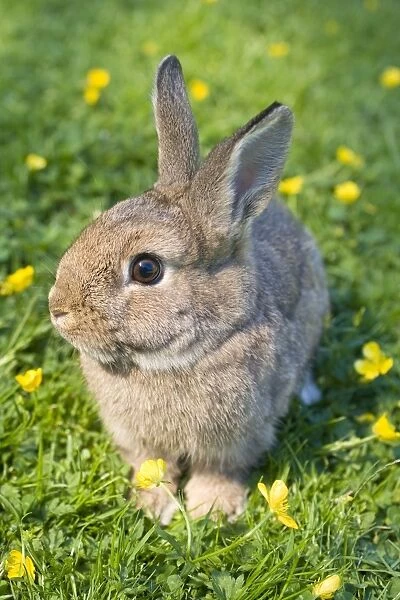 Rabbit wild x domesticated - Norfolk UK