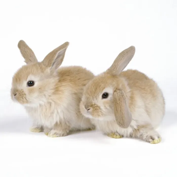 Framed Print : Rabbit - x2 three weeks old Framed Print : Rabbit - x2 three weeks old