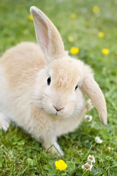 Rabbit - young on grass lawn amongst Buttercups - UK
