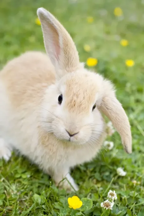 Framed Print : Rabbit - young on grass lawn amongst Buttercups - UK