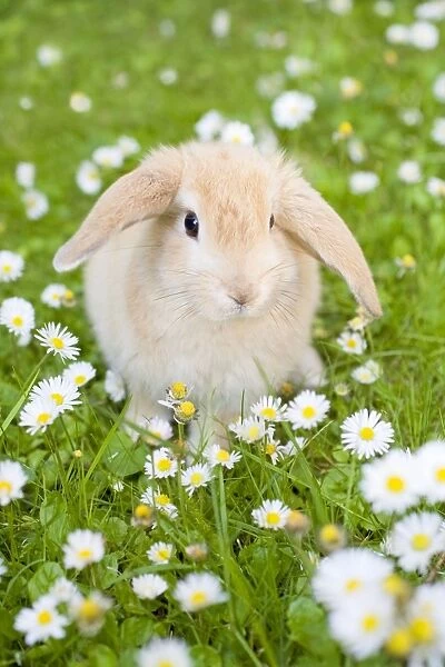 Rabbit - young on grass lawn amongst Daisies and Buttercups - UK
