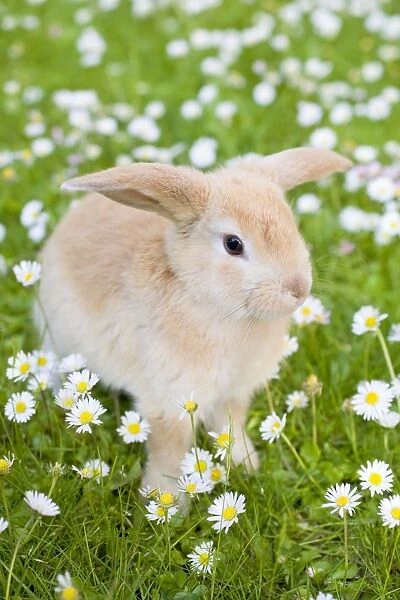 Rabbit - young on grass lawn amongst Daisies - UK