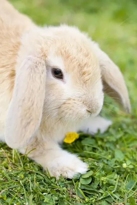 Framed Print : Rabbit - young on grass lawn - UK Framed Print : Rabbit - young on grass lawn - UK