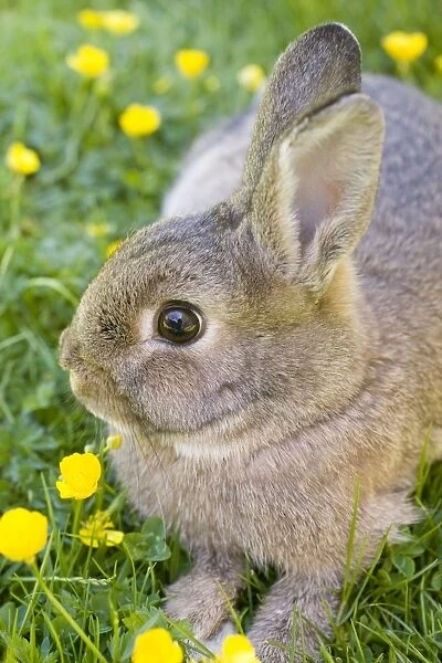 Rabbit - young - on lawn - Norfolk England