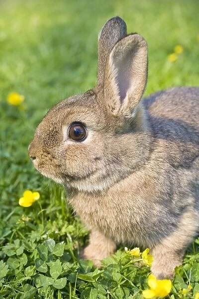 Rabbit - young - on lawn - Norfolk England