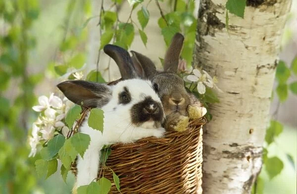 Rabbits - in a basket