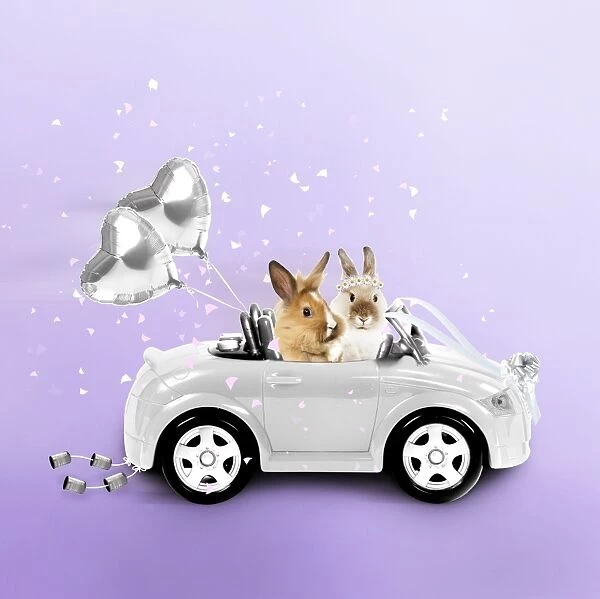 Rabbits driving wedding car Manipulated Image: Added Balloons (JD), Rabbits (LA), cans, confetti, ribbons & changed colours