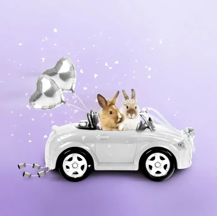 Framed Print : Rabbits driving wedding car Manipulated Image: Added Balloons (JD), Rabbits (LA), cans, confetti, ribbons & changed colours Framed Print : Rabbits driving wedding car Manipulated Image: Added Balloons (JD), Rabbits (LA), cans, confetti, ribbons & changed colours
