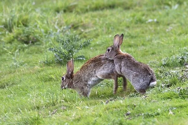 Rabbits - Mating behaviour
