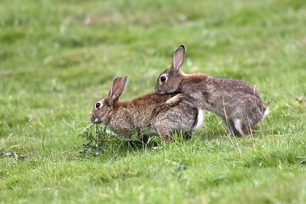 Rabbits - Mating behaviour. France
