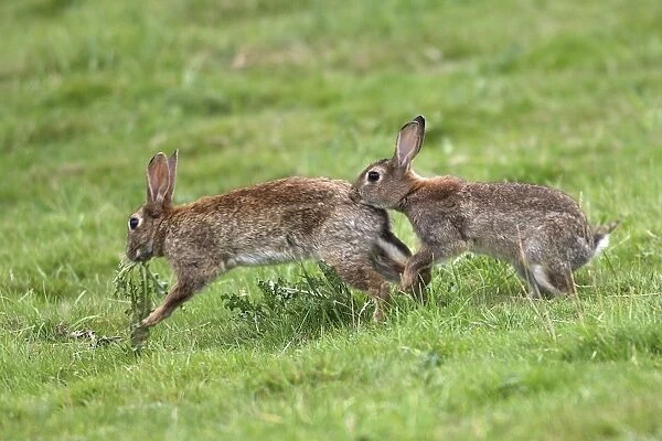 Rabbits - Mating behaviour. France
