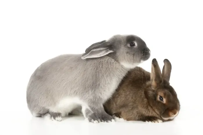 Framed Print : RABBITS - Smoke pearl and mini castor satin Framed Print : RABBITS - Smoke pearl and mini castor satin