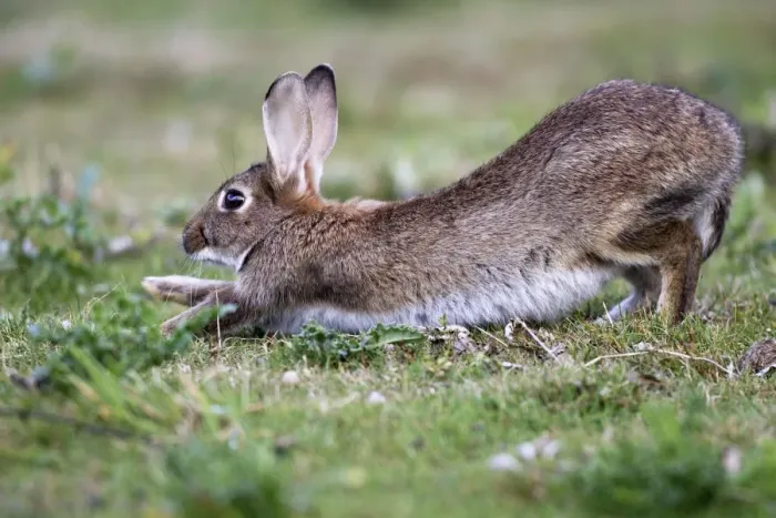 Framed Print : Rabbits - stretching. France