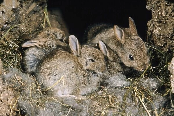 Rabbits - young in burrow