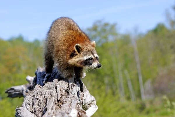 Raccoon - adult. Minnesota - USA