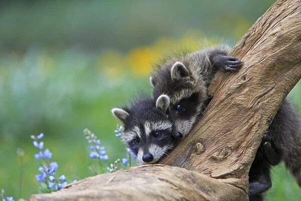 Raccoon - babies. Montana - United States