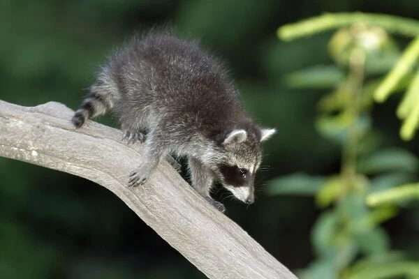 Raccoon - baby animal on branch - Hessen - Germany