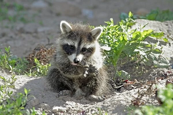 Raccoon - baby animal feeding on fruit - Hessen - Germany