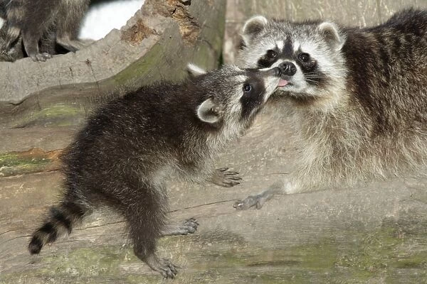 Raccoon - baby animal licking mother's face - Hessen - Germany