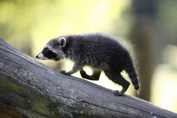 Raccoon - baby animal running up branch - Hessen - Germany