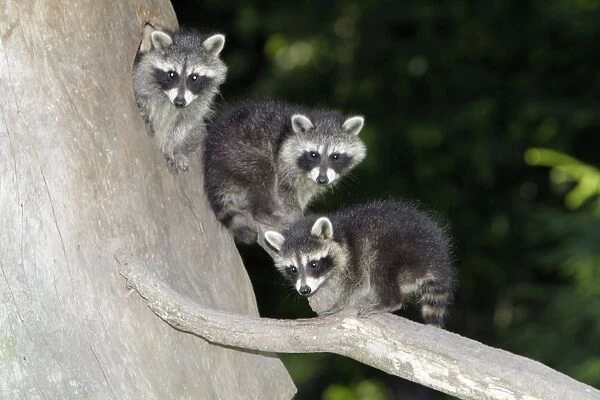 Raccoon - three baby animals beside den entrance - Hessen - Germany