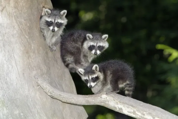 Framed Print : Raccoon - three baby animals beside den entrance - Hessen - Germany Framed Print : Raccoon - three baby animals beside den entrance - Hessen - Germany