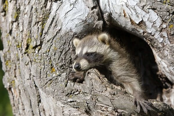 Raccoon - baby. Minnesota - USA