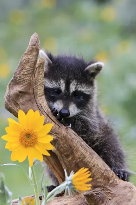Framed Print : Raccoon - baby. Montana - United States