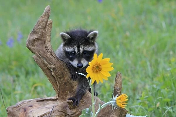 Raccoon - baby. Montana - United States
