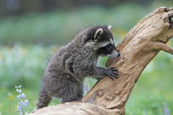 Framed Print : Raccoon - baby. Montana - United States Framed Print : Raccoon - baby. Montana - United States