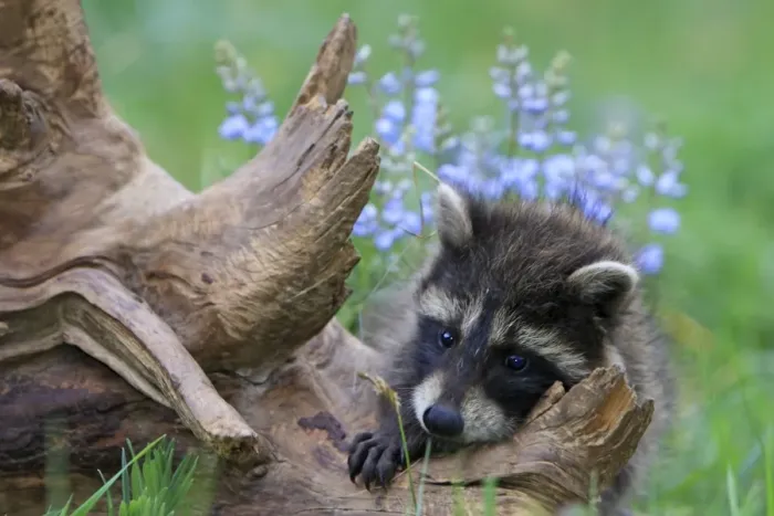 Framed Print : Raccoon - baby. Montana - United States Framed Print : Raccoon - baby. Montana - United States