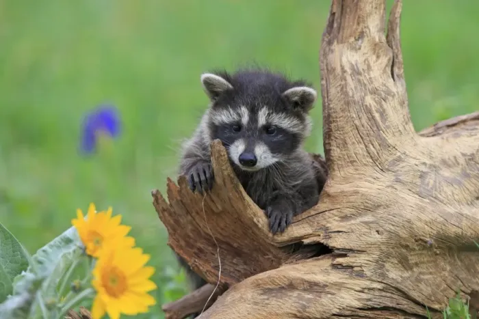 Framed Print : Raccoon - baby. Montana - USA