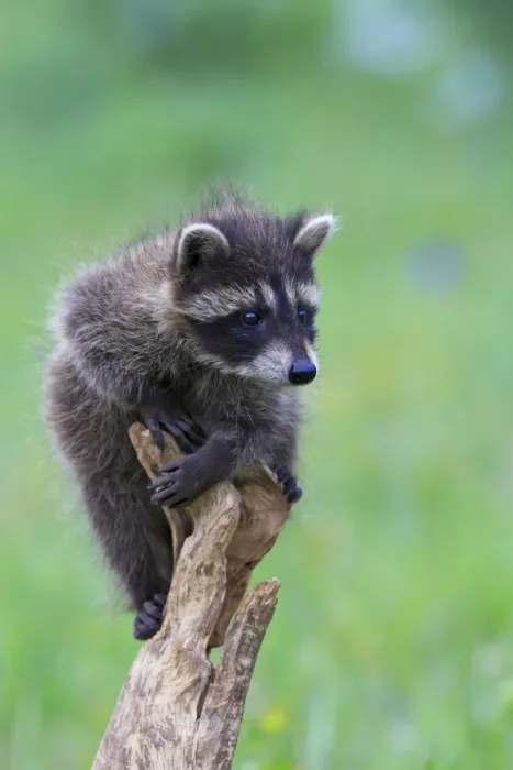 Framed Print : Raccoon - baby. Montana - USA Framed Print : Raccoon - baby. Montana - USA