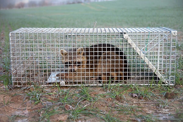 Raccoon - caught in trap - Lower Saxony - Germany