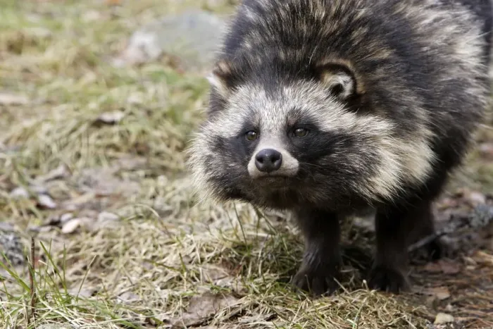 Framed Print : Raccoon Dog Framed Print : Raccoon Dog