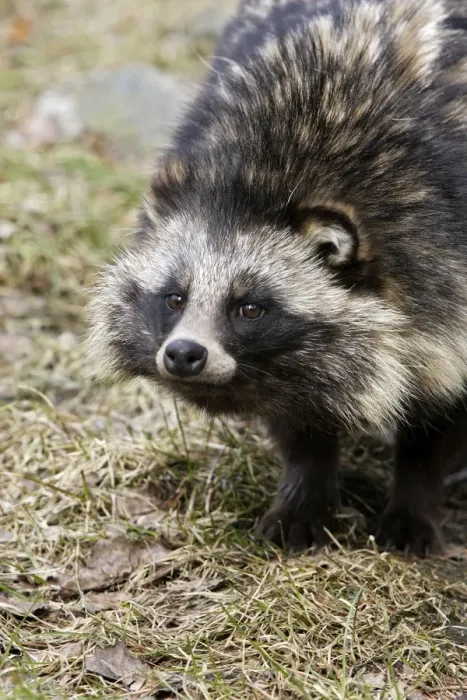 Framed Print : Raccoon Dog Framed Print : Raccoon Dog