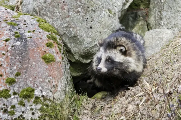 Framed Print : Raccoon Dog Framed Print : Raccoon Dog