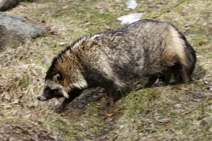Framed Print : Raccoon Dog Framed Print : Raccoon Dog