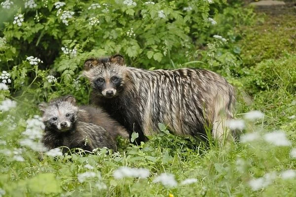 Raccoon dog - mother with young one, Germany