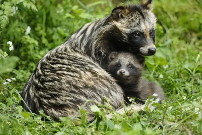 Framed Print : Raccoon dog - mother with young one, Germany Framed Print : Raccoon dog - mother with young one, Germany