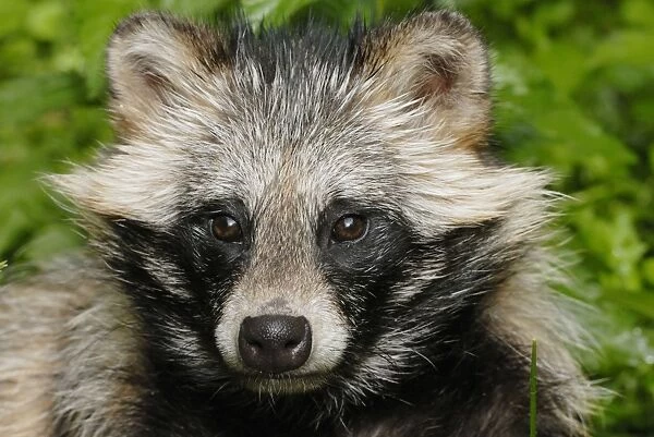 Raccoon dog - portrait, Germany