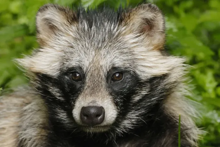 Framed Print : Raccoon dog - portrait, Germany