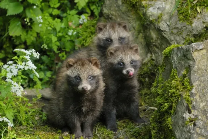 Framed Print : Raccoon dog - three young ones, Germany Framed Print : Raccoon dog - three young ones, Germany