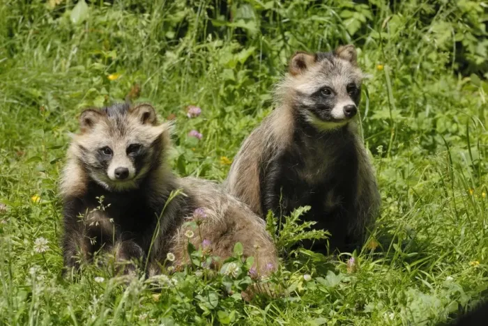 Framed Print : Raccoon dogs, Germany