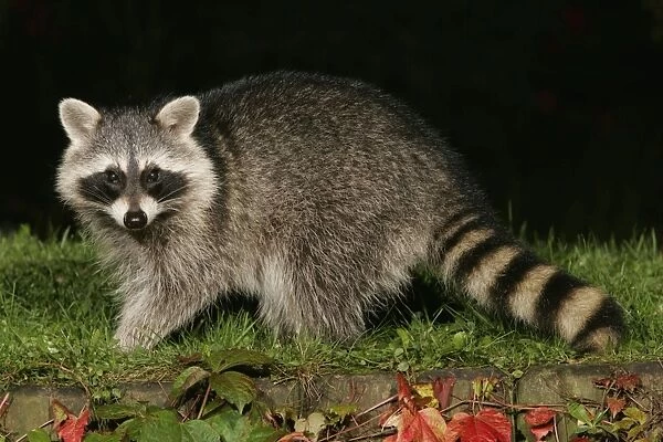 Raccoon - In garden at night, searching for food in autumn. Lower Saxony, Germany