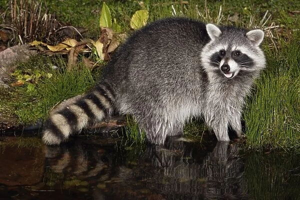 Raccoon - In garden pond at night, searching for food, autumn. Lower Saxony, Germany