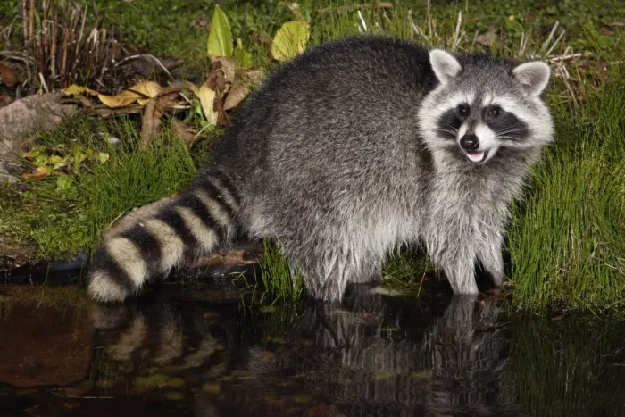 Framed Print : Raccoon - In garden pond at night, searching for food, autumn. Lower Saxony, Germany