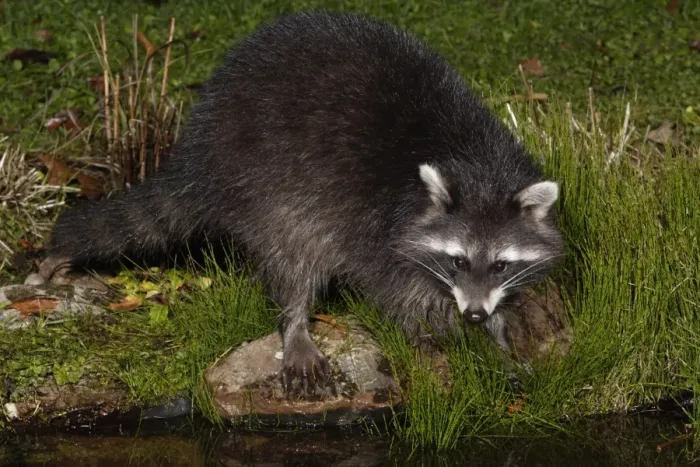 Framed Print : Raccoon - At garden pond, night time, searching for food, autumn. Lower Saxonx, Gremany Framed Print : Raccoon - At garden pond, night time, searching for food, autumn. Lower Saxonx, Gremany