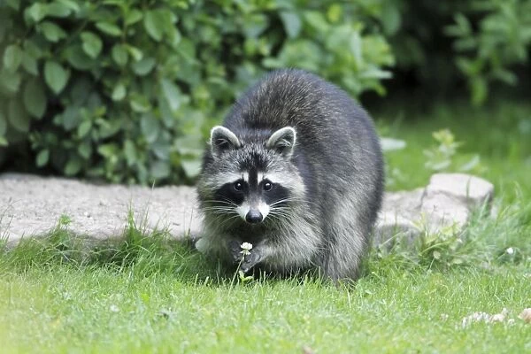 Raccoon - in garden searching for food - Hessen - Germany