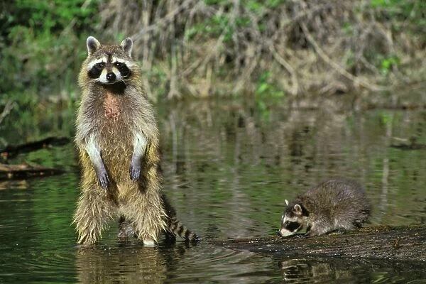 Raccoon - mother with young. Mu105